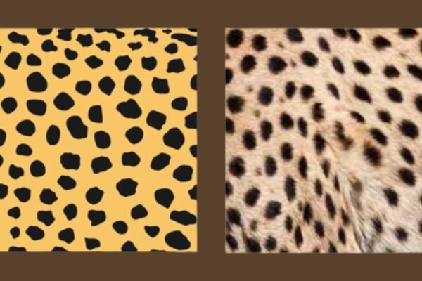 Cheetah Print Vs Leopard Print